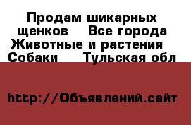 Продам шикарных щенков  - Все города Животные и растения » Собаки   . Тульская обл.